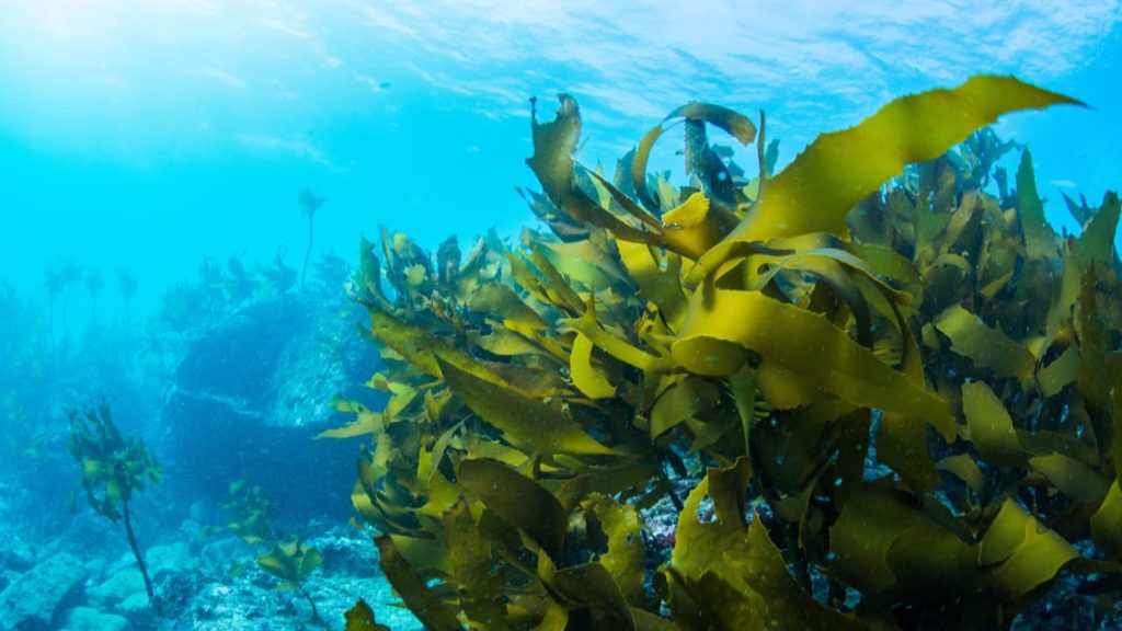 Algae Image